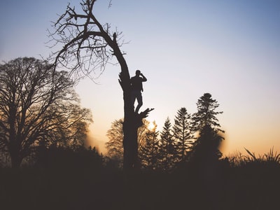站在无叶树上的人的剪影摄影